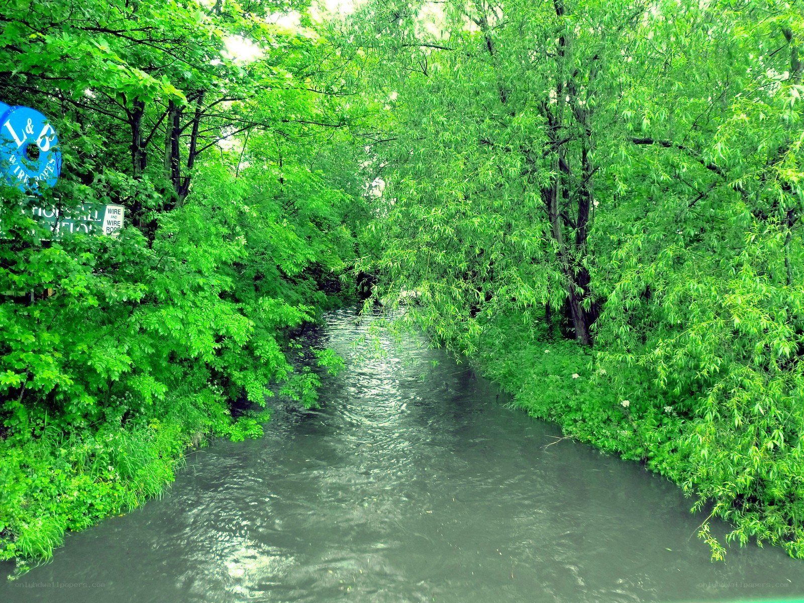 River through green trees