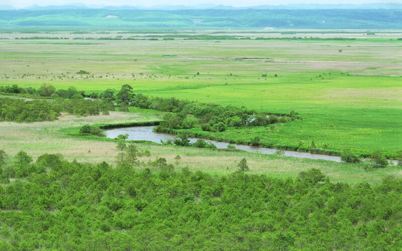 River through green wetlands