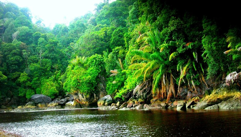 River Through Jungle — Green, Serene, Afternoon, Photograph