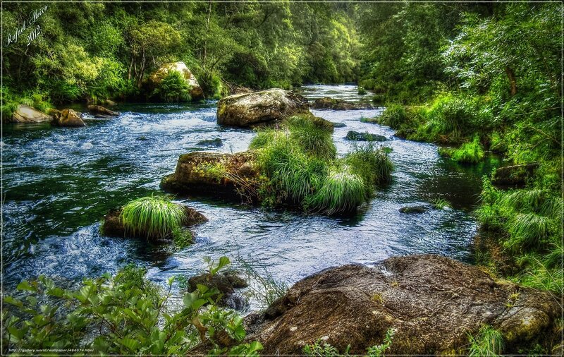 River through lush forest