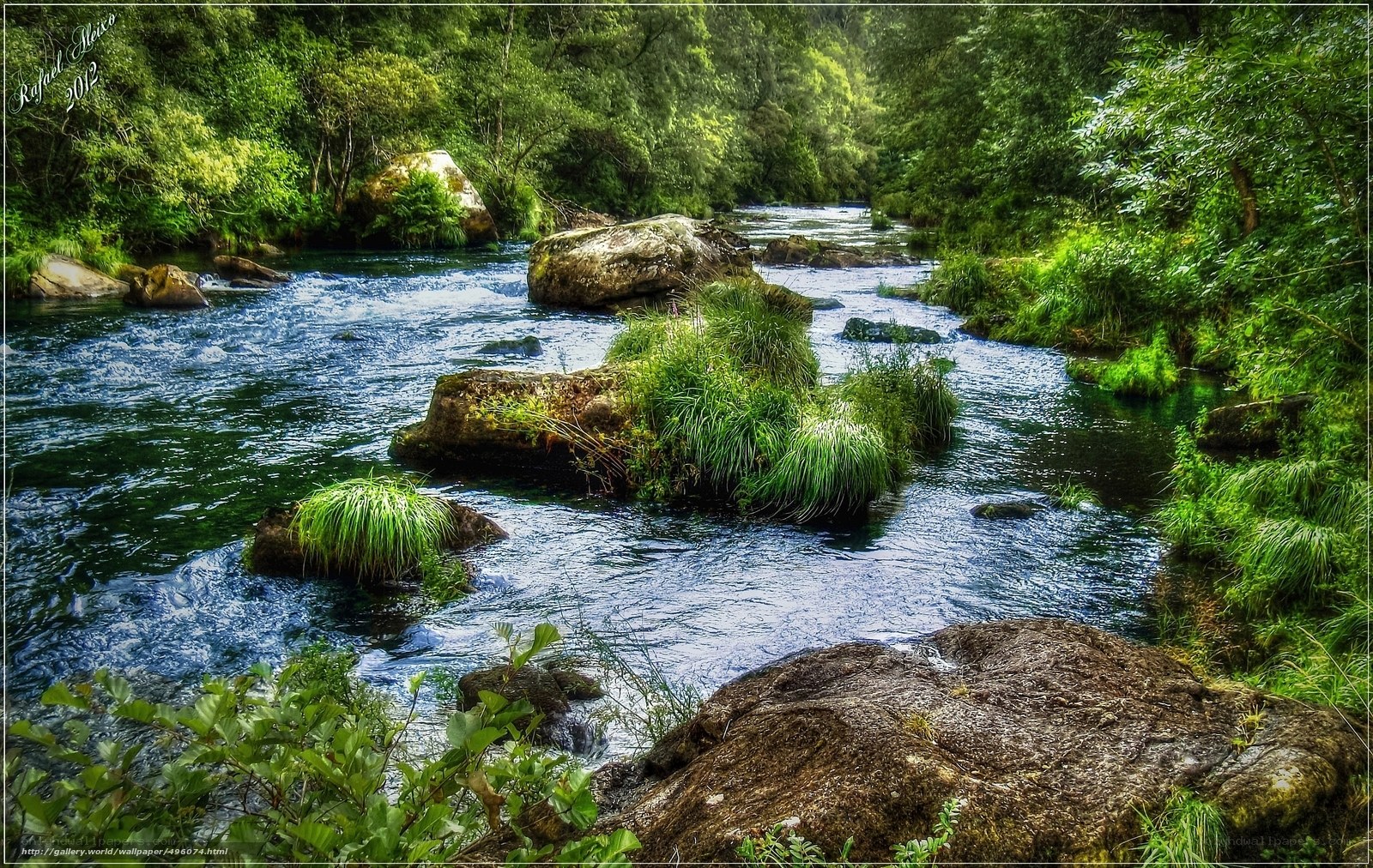 River through lush forest