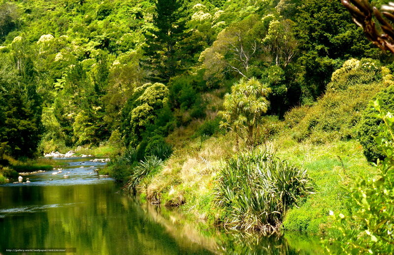 River through lush green forest