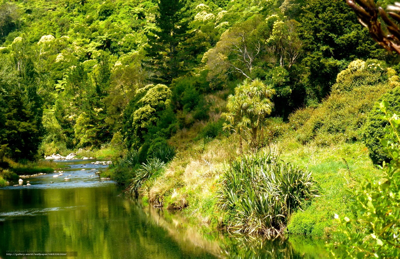 River through lush green forest