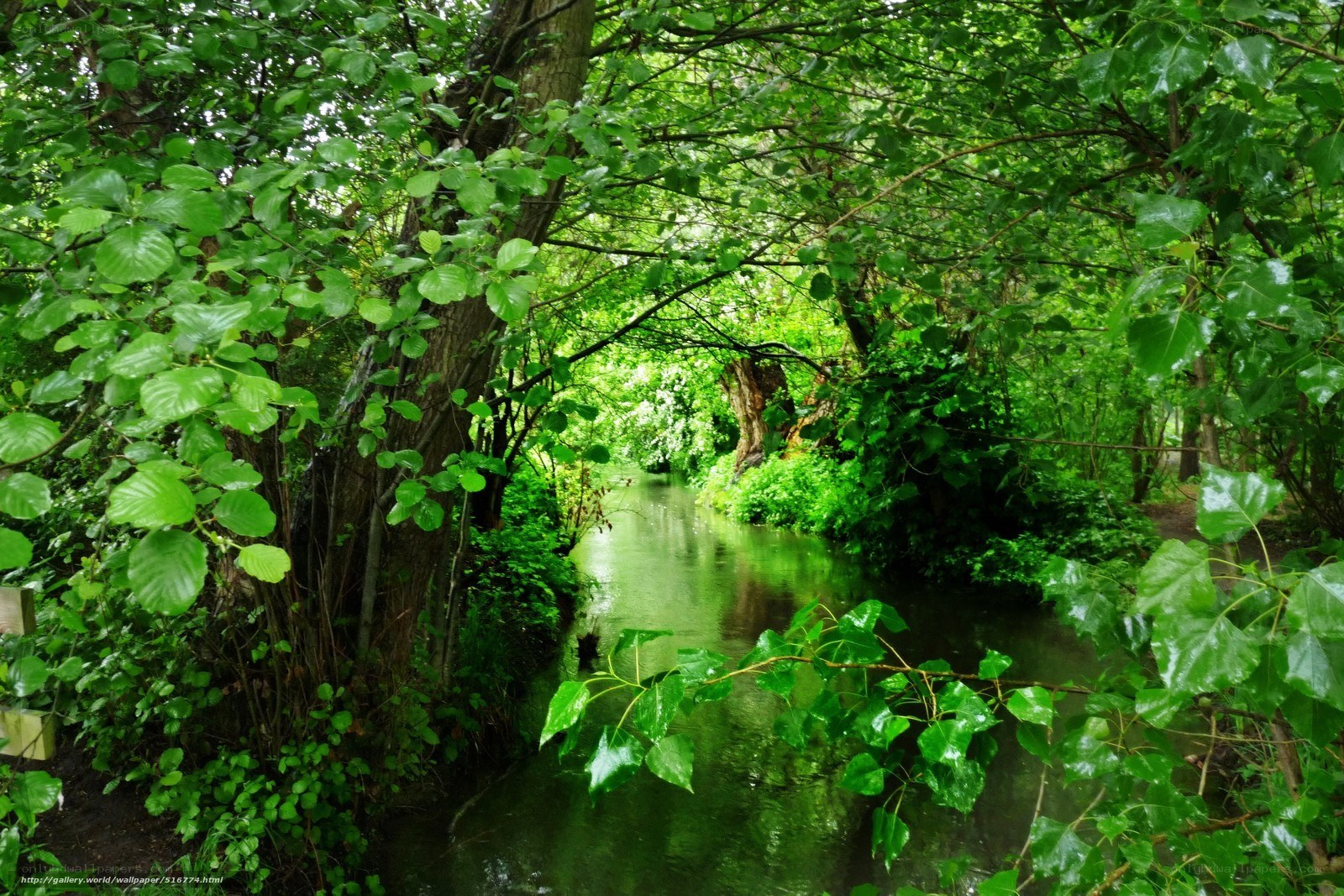 River through lush green forest