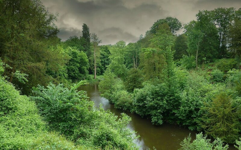 River through lush green forest
