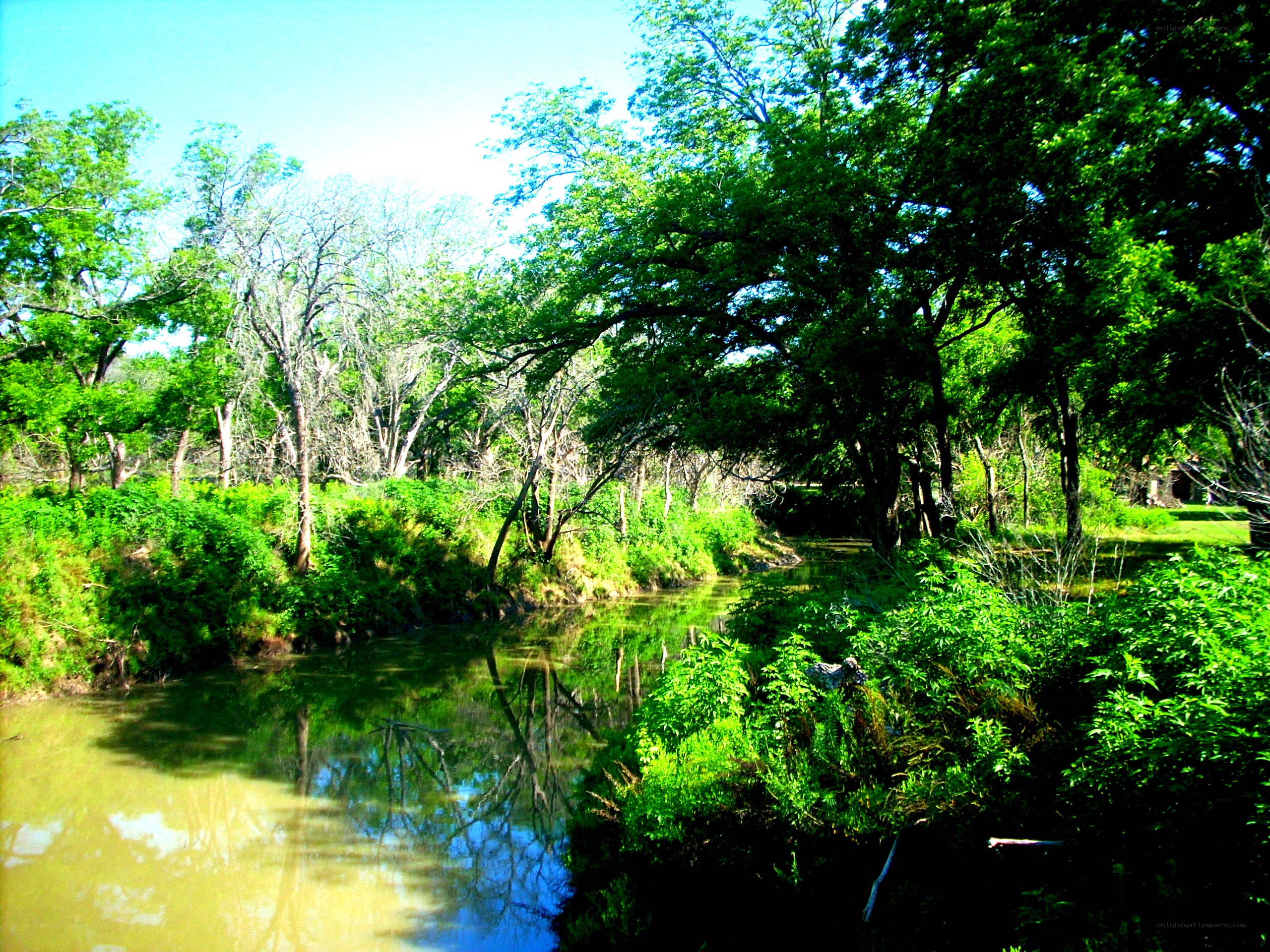 River through lush green forest