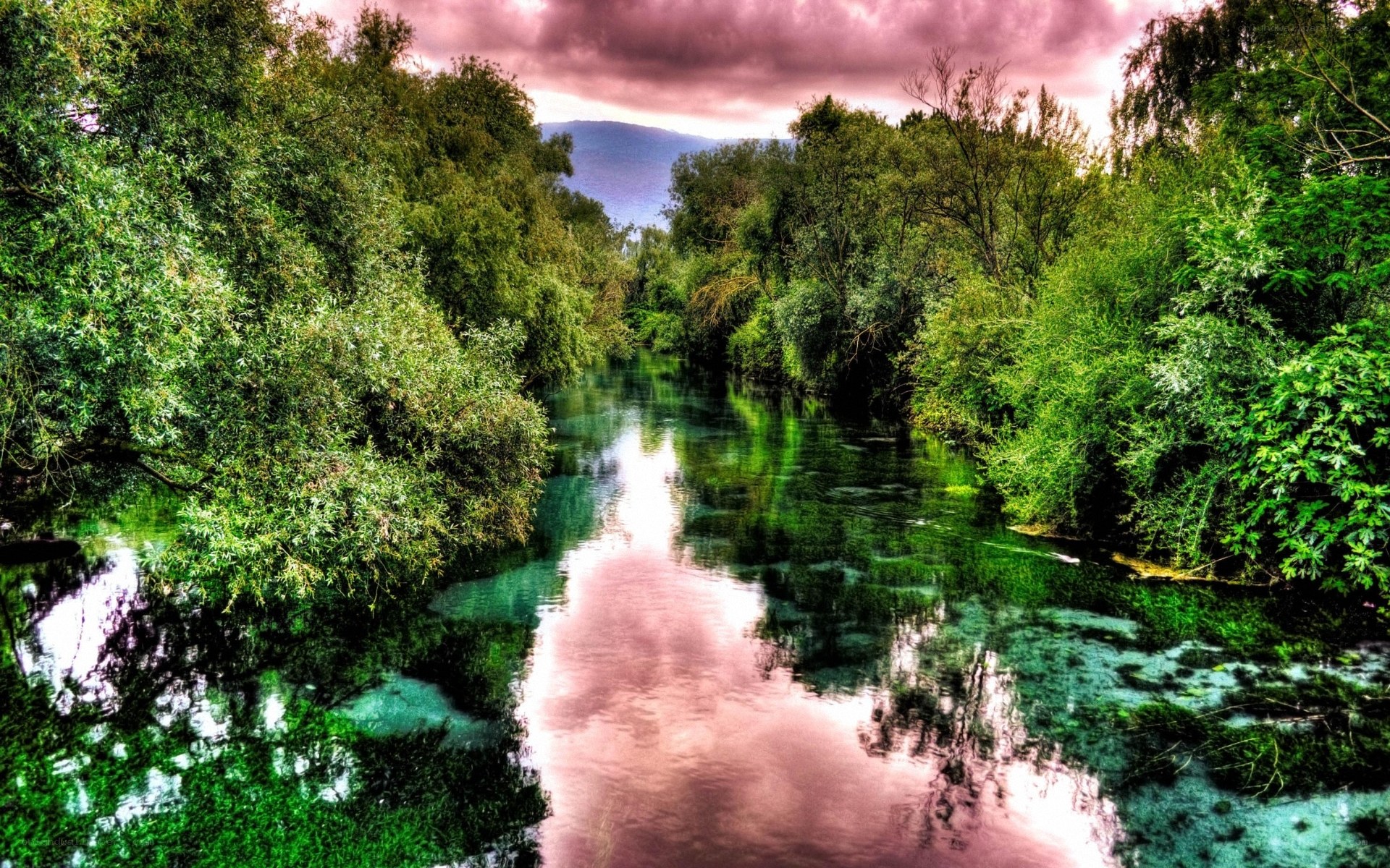 River through lush green forest