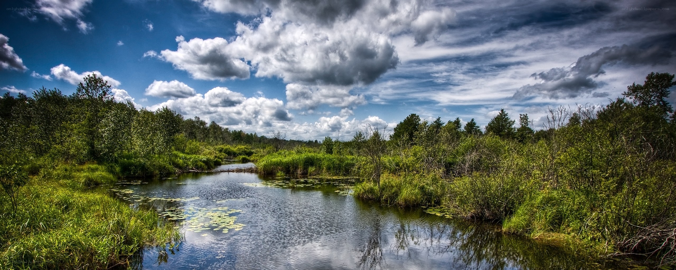 River through lush green wetlands