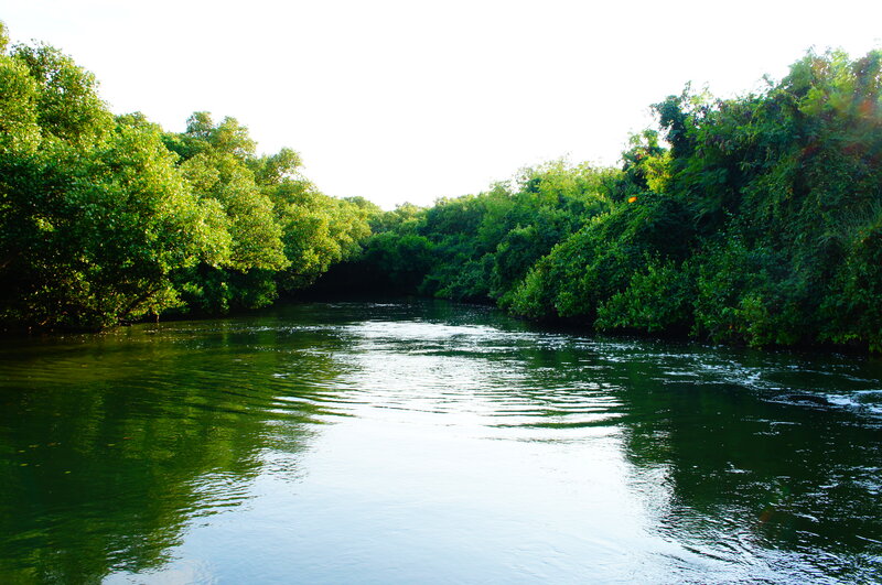River Through Mangrove Forest
