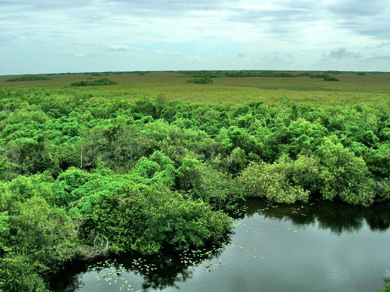 River Through Marshland