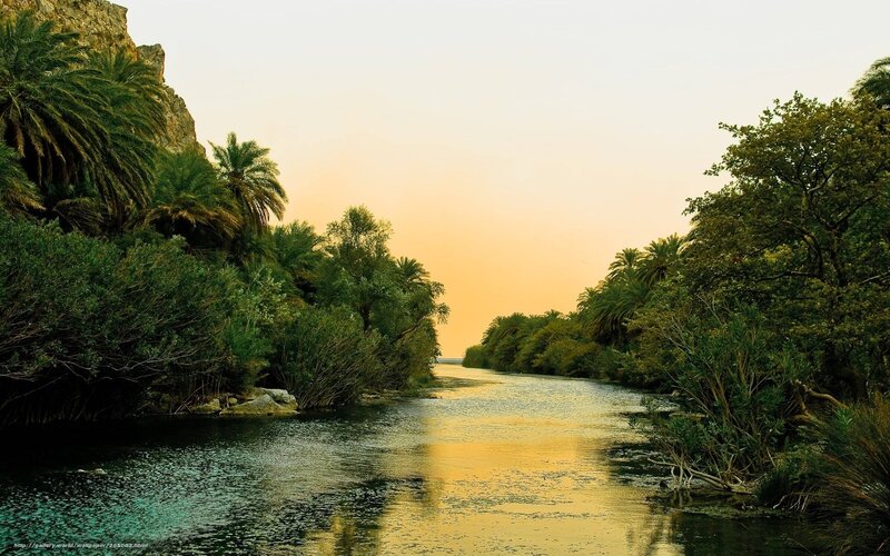 River Through Palm Grove — Green, Serene, Sunset, Photograph