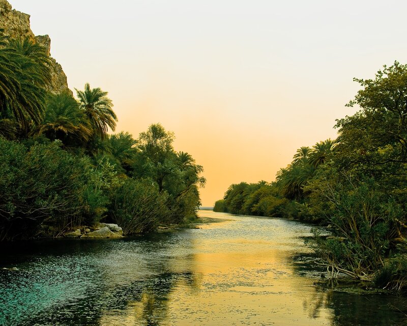 River Through Palm Grove