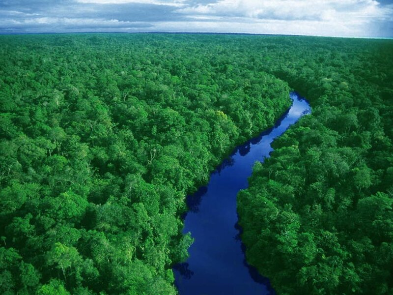 River Through Rainforest — Green