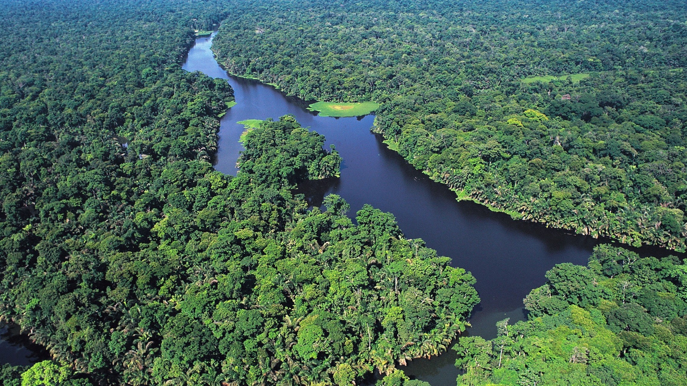 River through rainforest