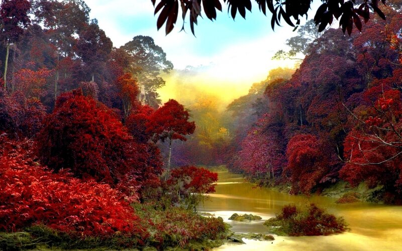 River Through Red Forest — Serene, Morning
