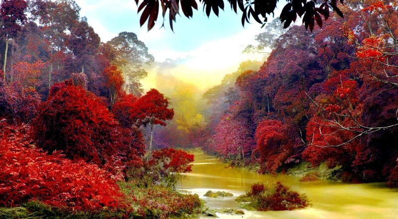 River Through Red Forest — Serene