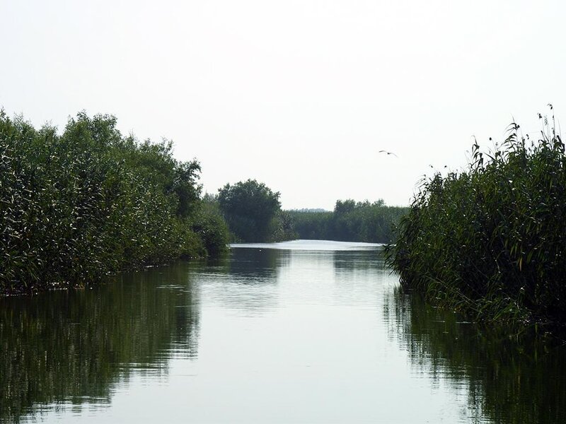 River through reed-filled wetland