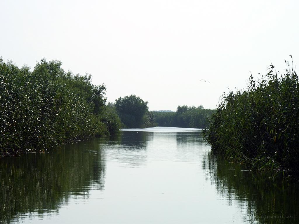 River through reed-filled wetland
