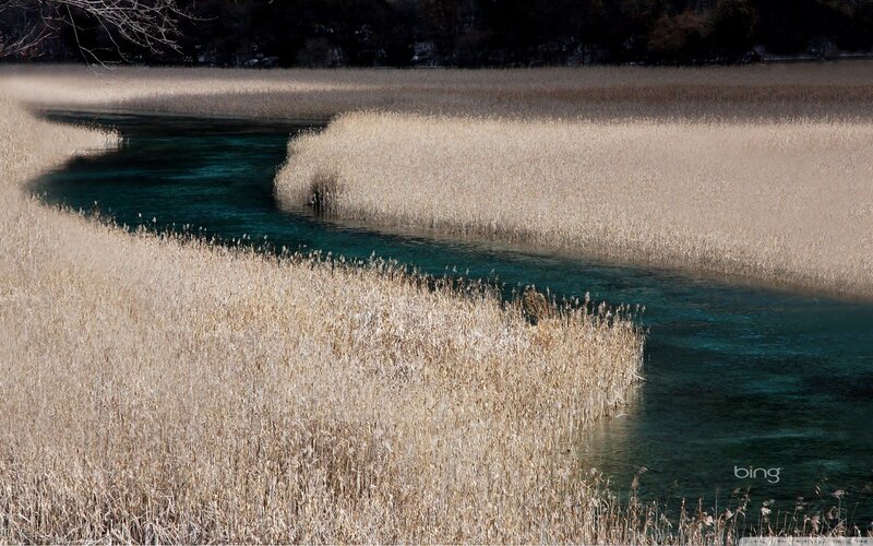 River through reed marsh