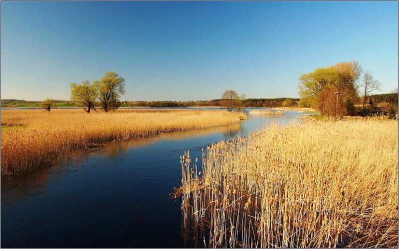 River Through Reeds — Blue