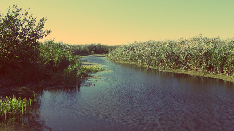 River Through Reeds — Green