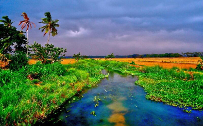 River Through Rice Fields