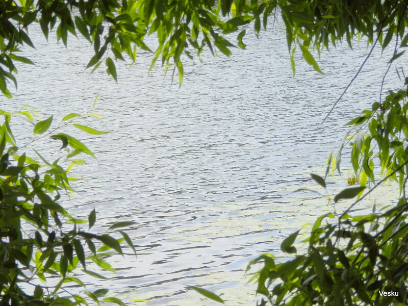 River Through Tree Branches