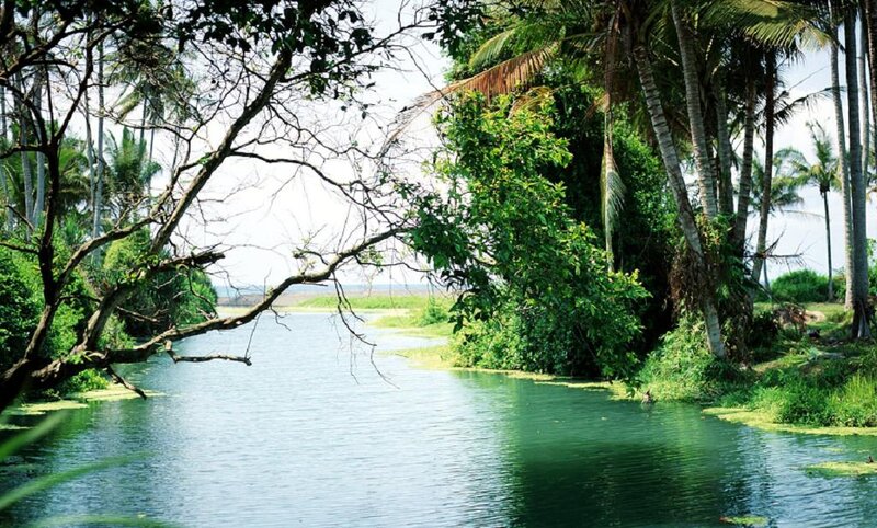 River Through Tropical Forest