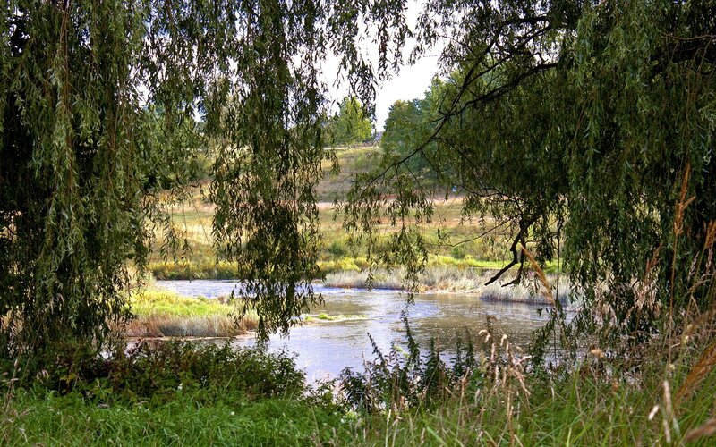 River Through Willow Trees