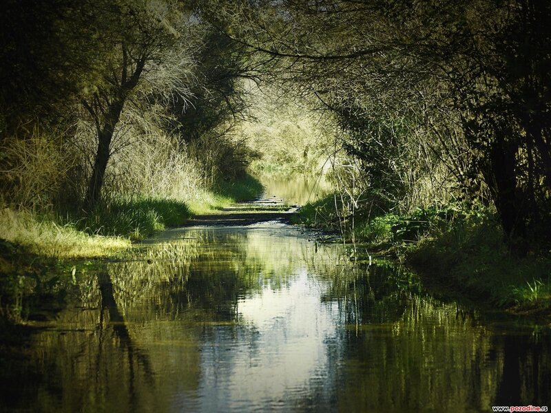 River Through Wooded Area — Green
