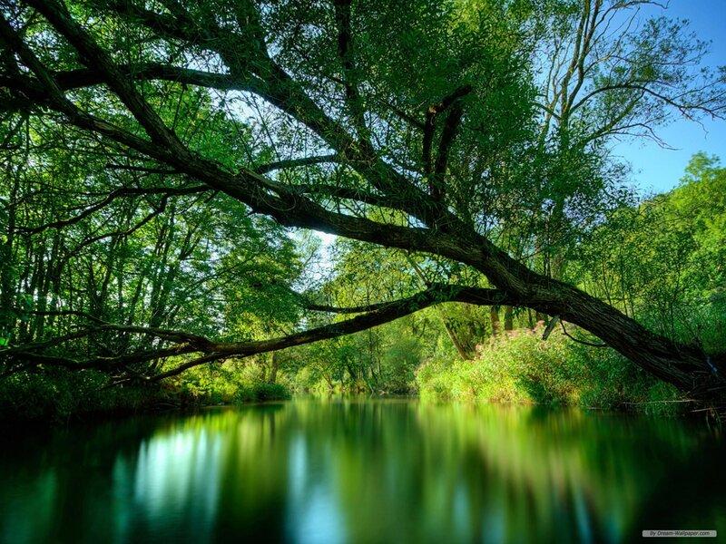 River under a green canopy