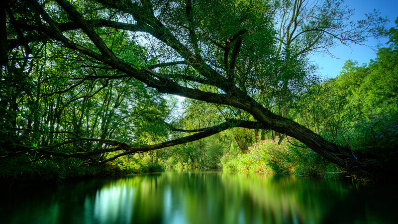 River under a green canopy