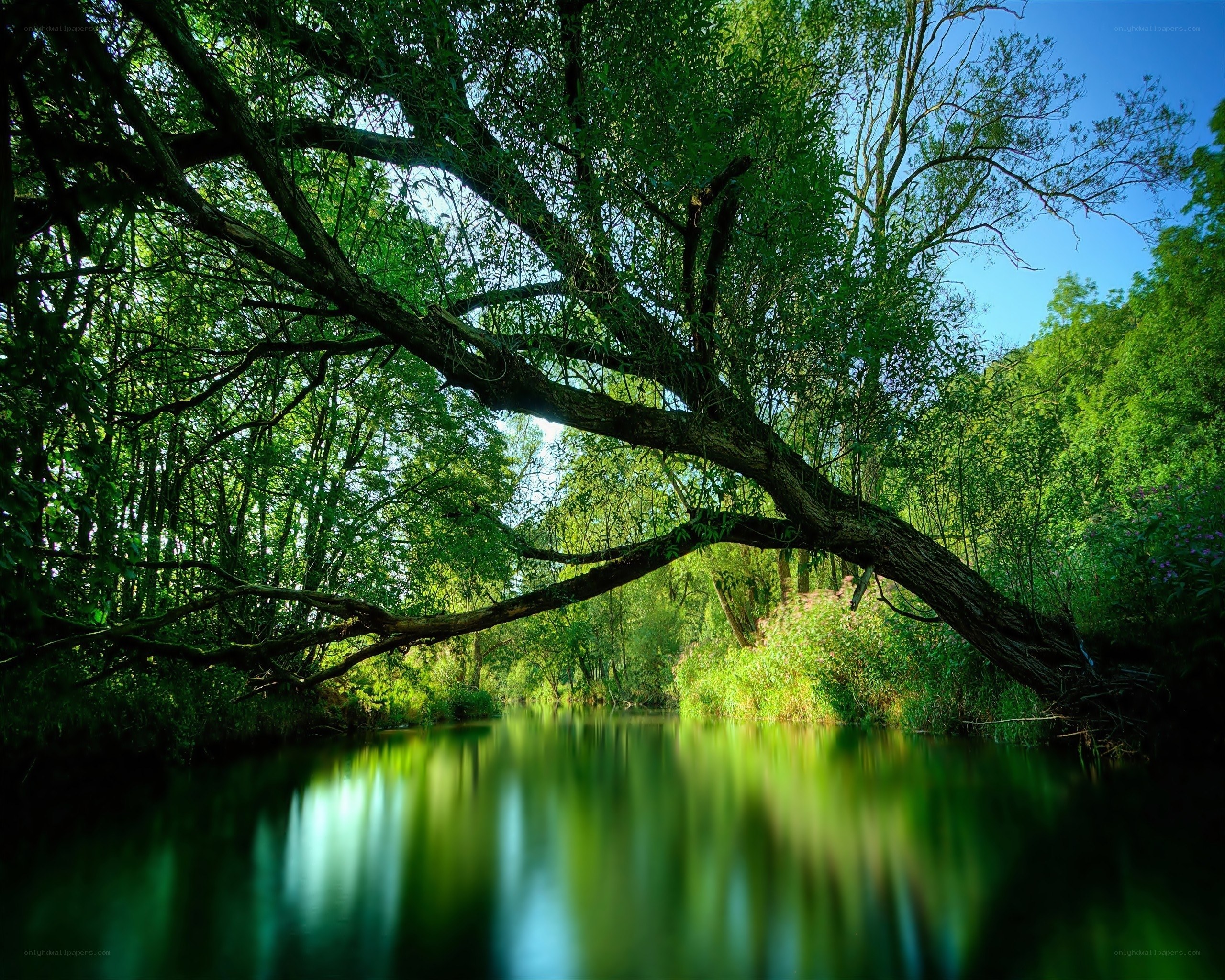 River under a green canopy