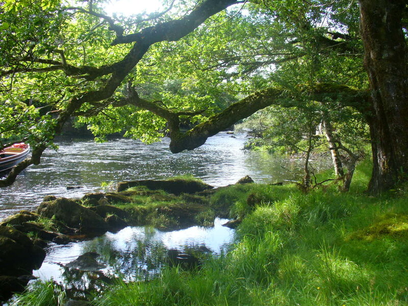 River under a leafy canopy