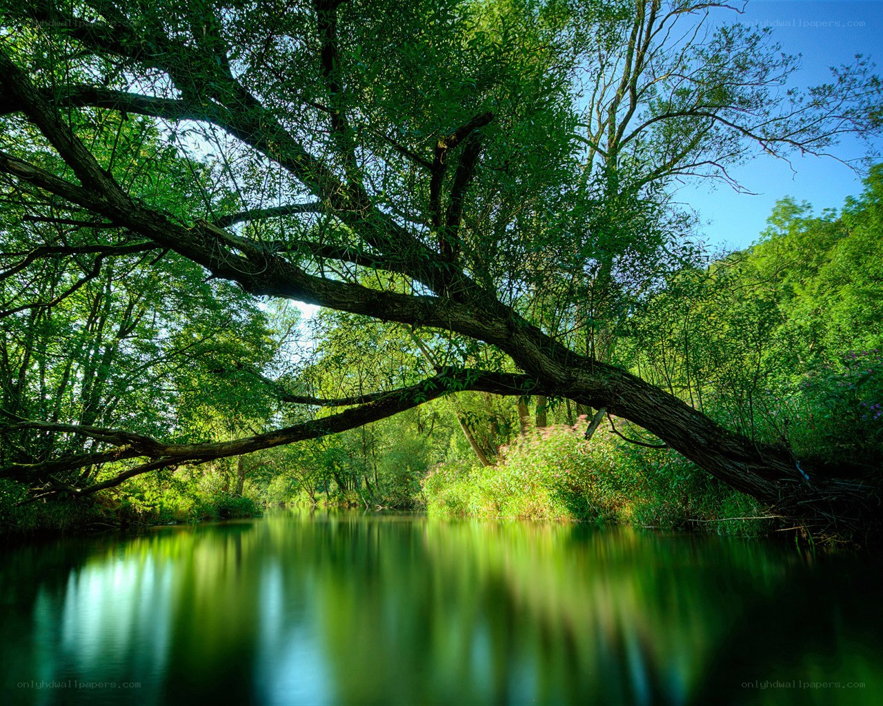 River under a tree canopy