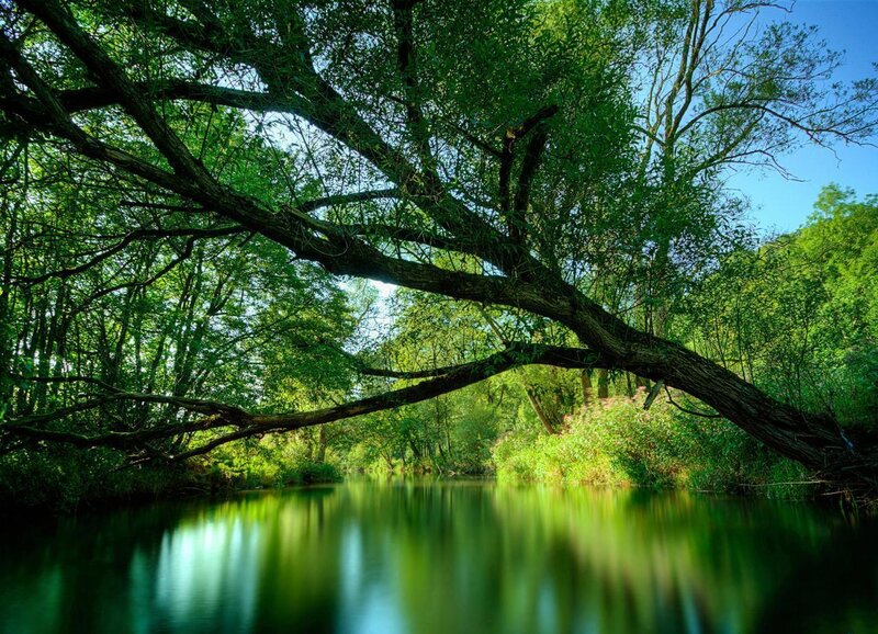 River under a tree canopy