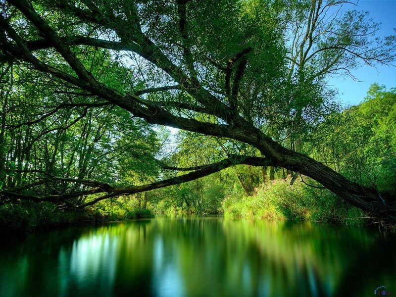 River under a tree canopy