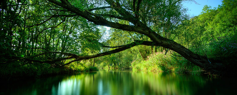 River under a tree canopy