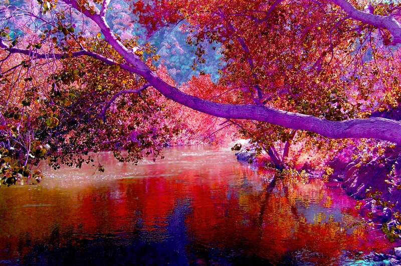River under Autumn Tree