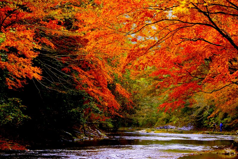River under Autumn Trees — Orange