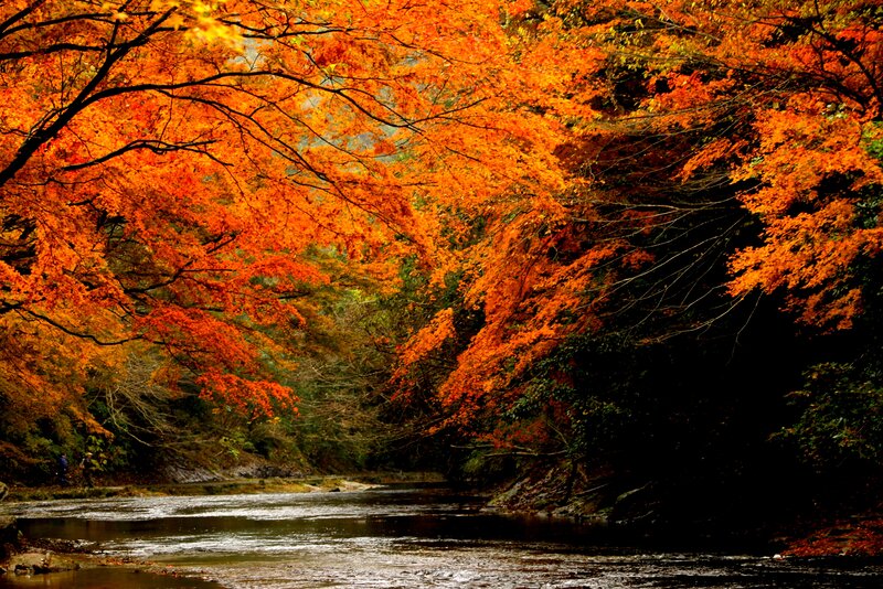 River under Autumn Trees