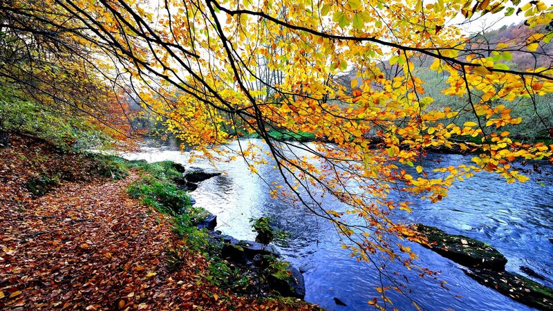 River under Autumn Trees — Yellow