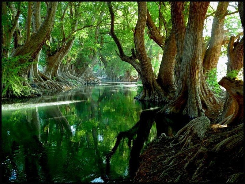 River under Cypress Trees