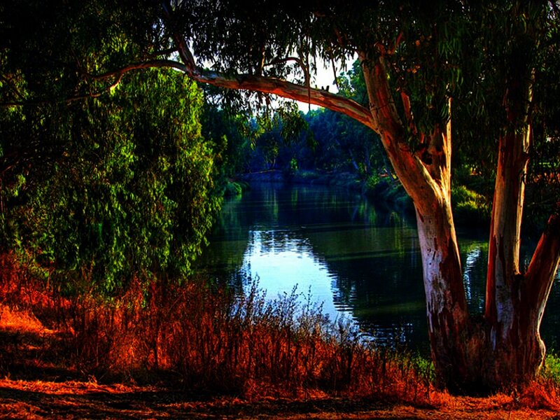 River under Eucalyptus Tree