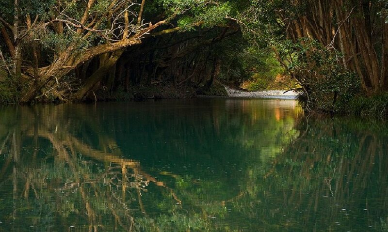 River under Forest Canopy