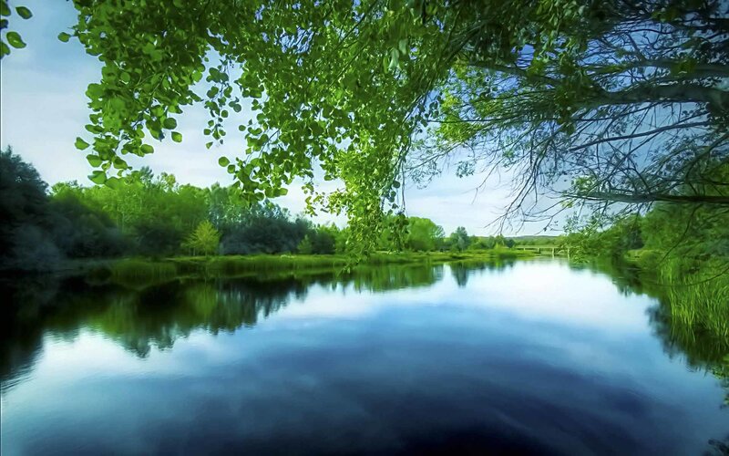 River under green trees