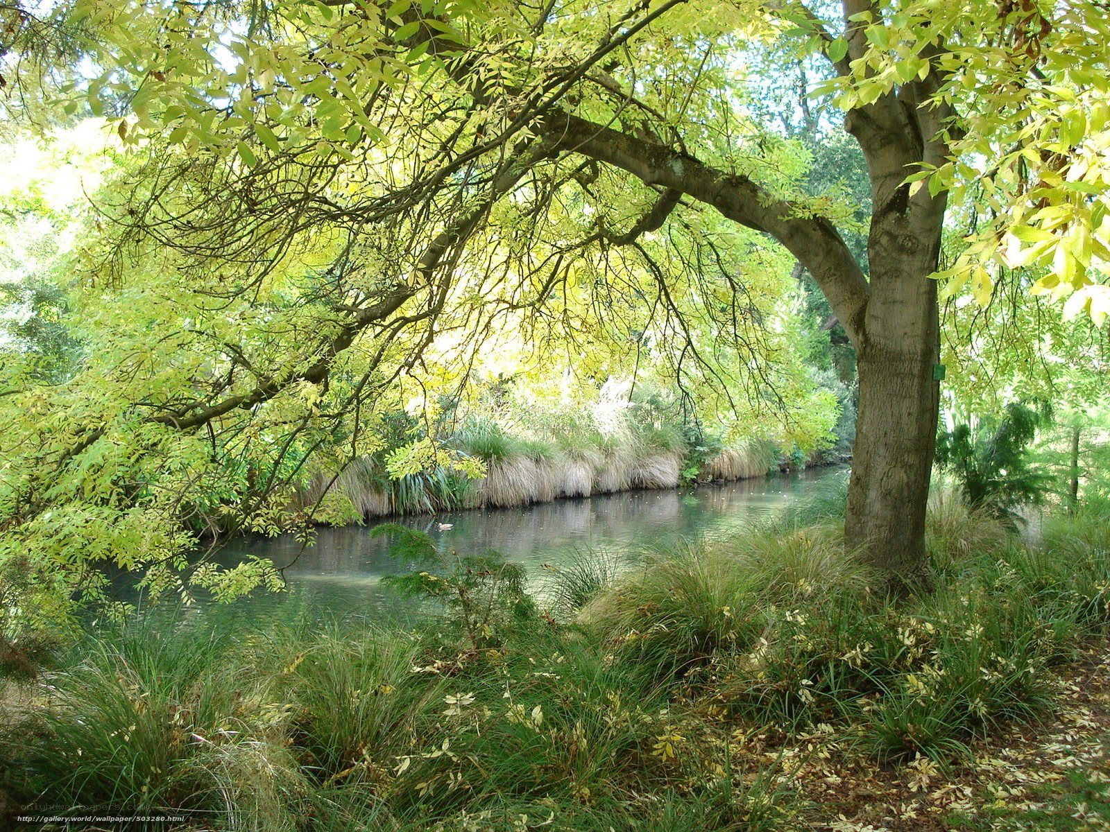 River under leafy canopy