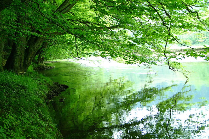 River under leafy canopy