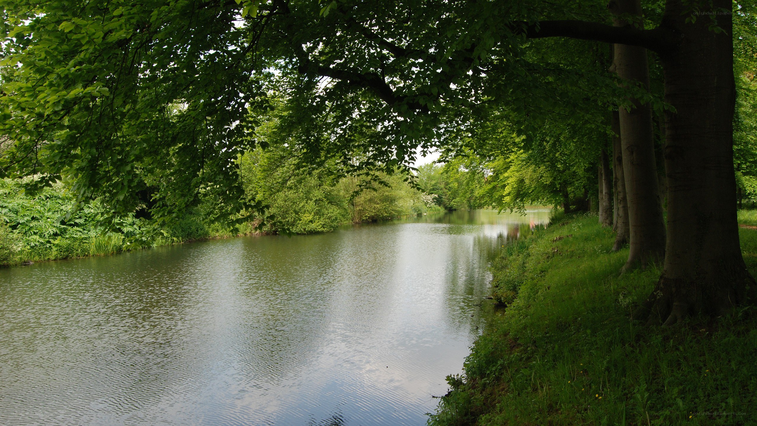 River under leafy canopy