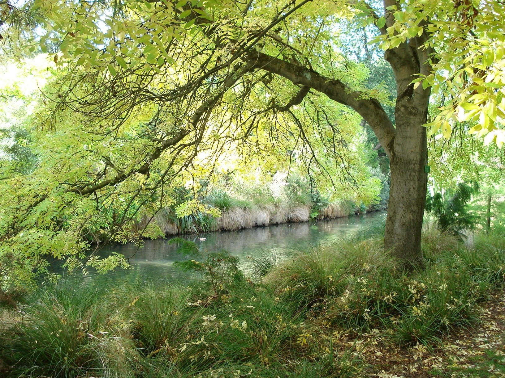 River under leafy canopy